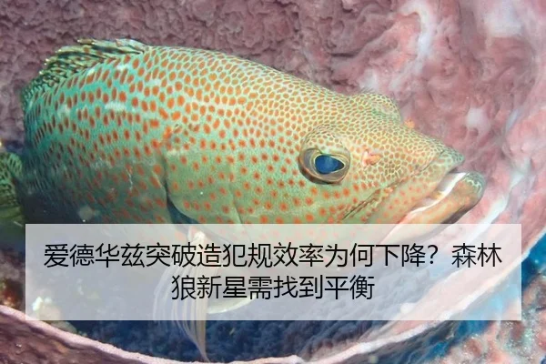 爱德华兹突破造犯规效率为何下降？森林狼新星需找到平衡